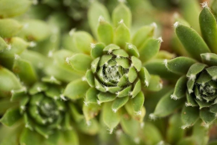 Picture of SUCCULENT ARRAY