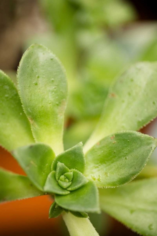 Picture of SUCCULENT DETAIL II