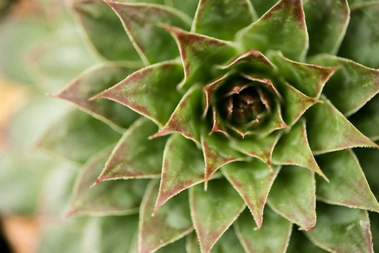 Picture of SEMPERVIVUM SUCCULENT I