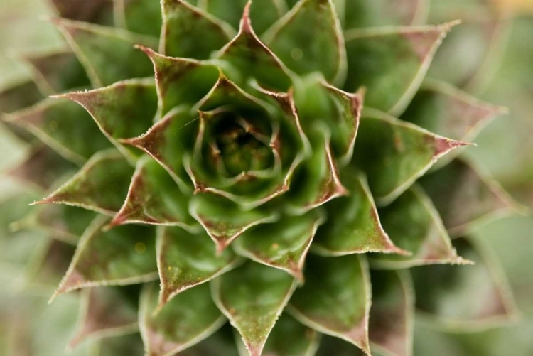 Picture of SEMPERVIVUM SUCCULENT II