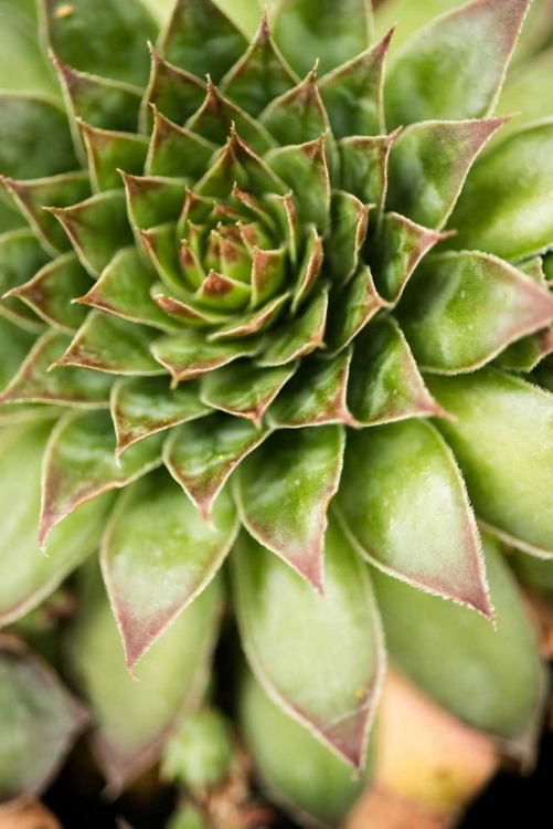 Picture of SEMPERVIVUM SUCCULENT IV