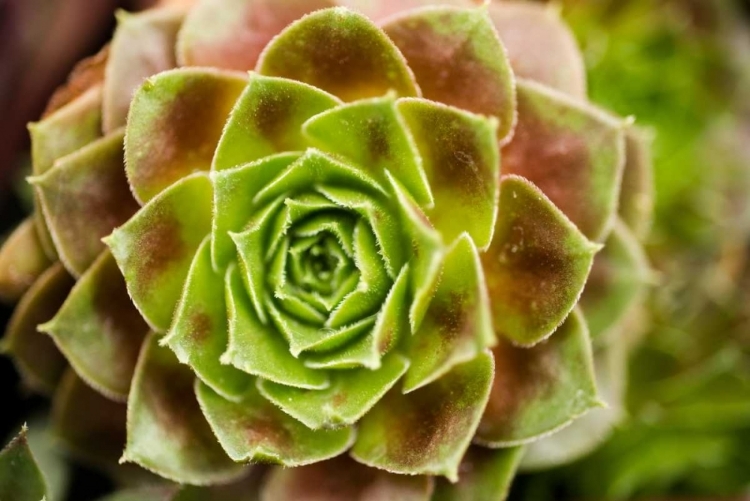 Picture of SEMPERVIVUM OHIOAN