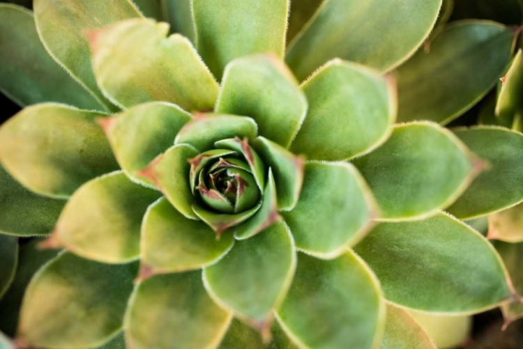 Picture of SEMPERVIVUM RUPICOLUM III