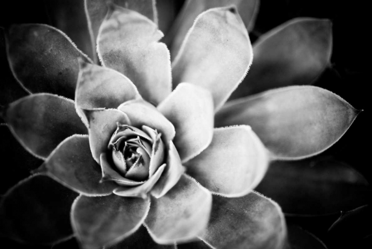 Picture of MONOCHROME SUCCULENT IV