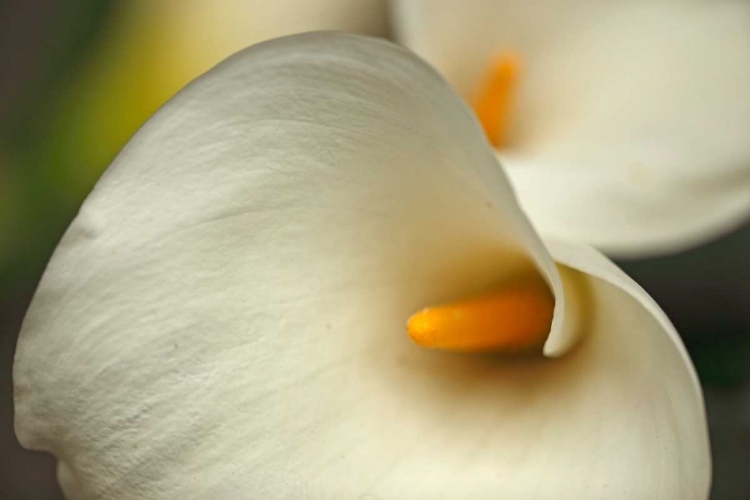 Picture of CALLA LILIES I