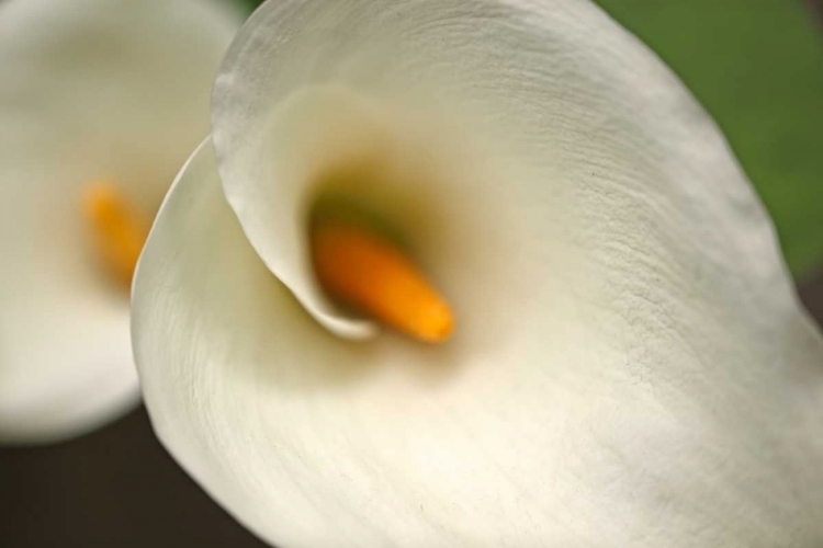 Picture of CALLA LILIES VI