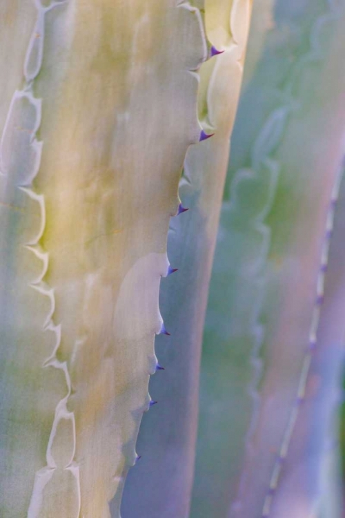 Picture of AGAVE I