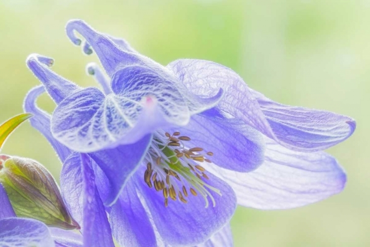 Picture of COLUMBINE FLOWERS I