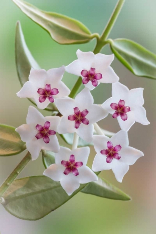 Picture of HOYA BELLA BLOOMS I