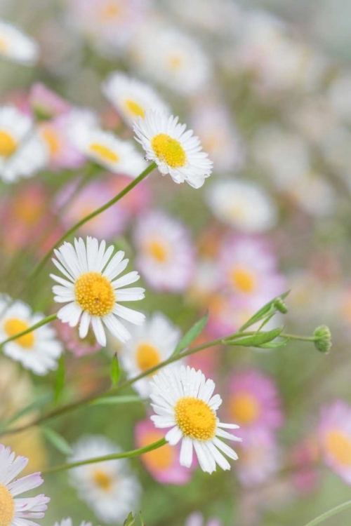 Picture of SANTA BARBARA DAISIES II