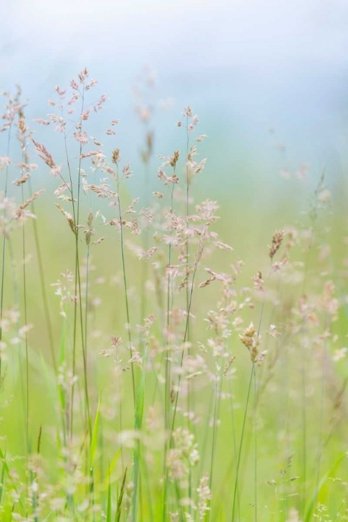 Picture of GUILLEMOT COVE GRASSES I