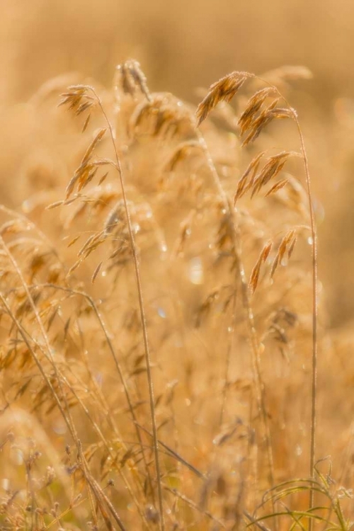 Picture of AUTUMN GRASSES II