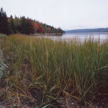 Picture of ESTUARY II