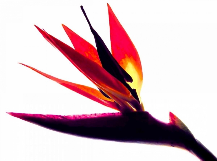 Picture of BIRD OF PARADISE II