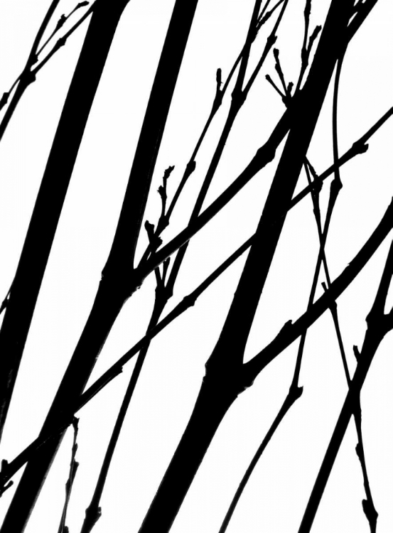 Picture of BRANCH SILHOUETTE II