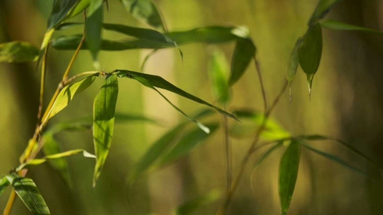 Picture of BAMBOO AFTERNOON XII