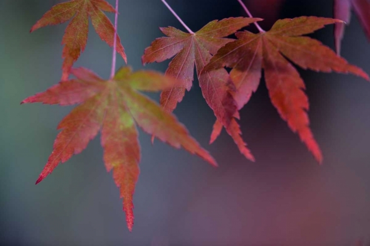 Picture of JAPANESE MAPLE II