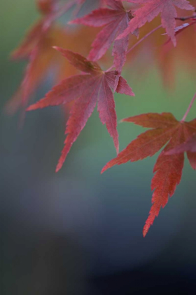 Picture of JAPANESE MAPLE VI
