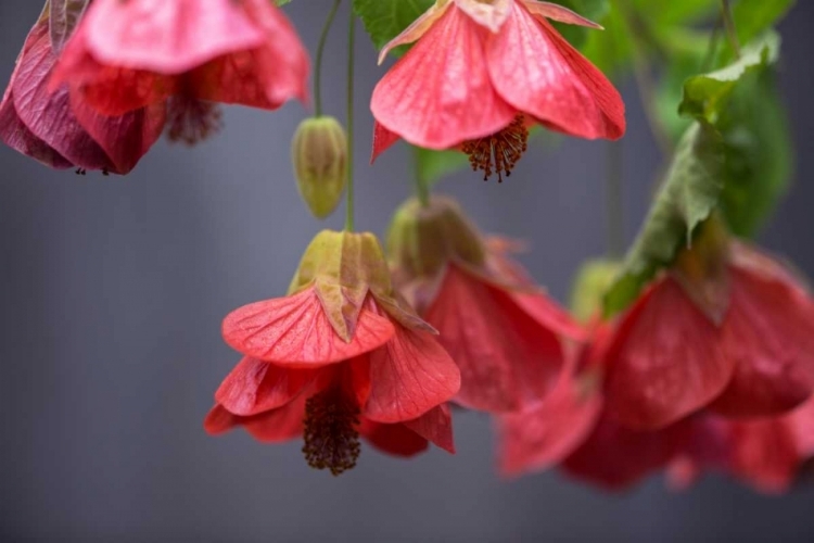 Picture of CHINESE LANTERN II