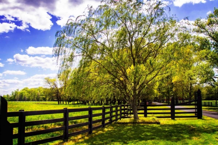 Picture of SPRING ON THE FARM II