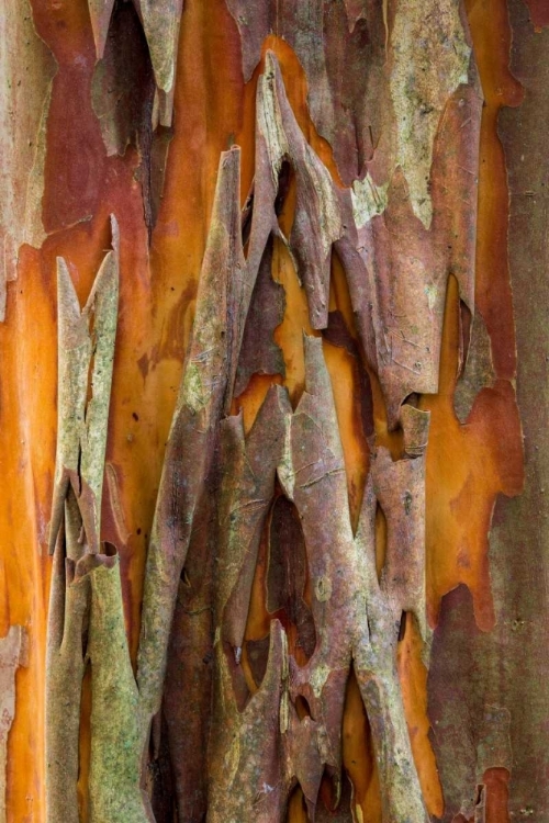 Picture of CRAPE MYRTLE BARK II