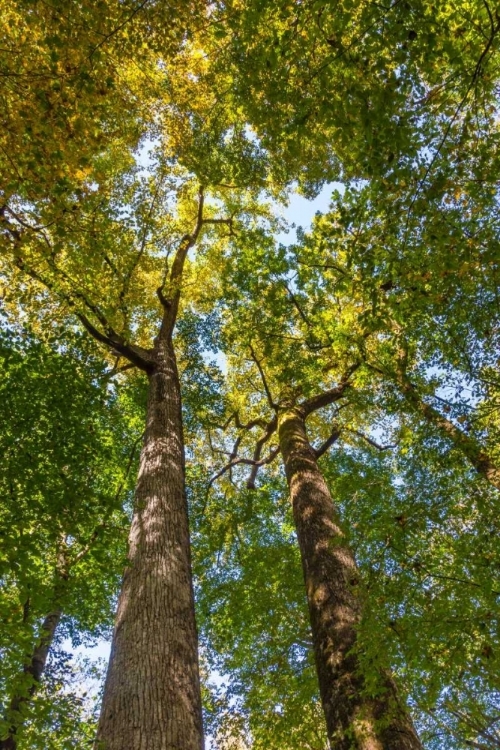 Picture of TULIP-POPLAR TREE II