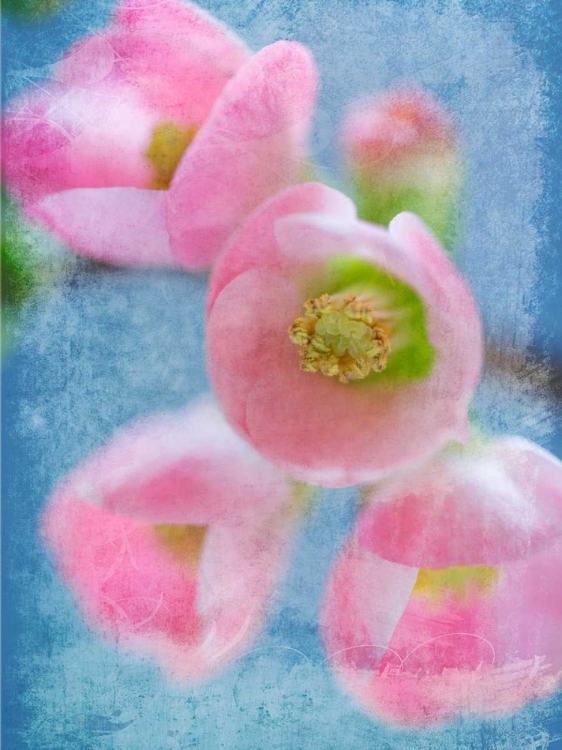 Picture of FLOWERING QUINCE II