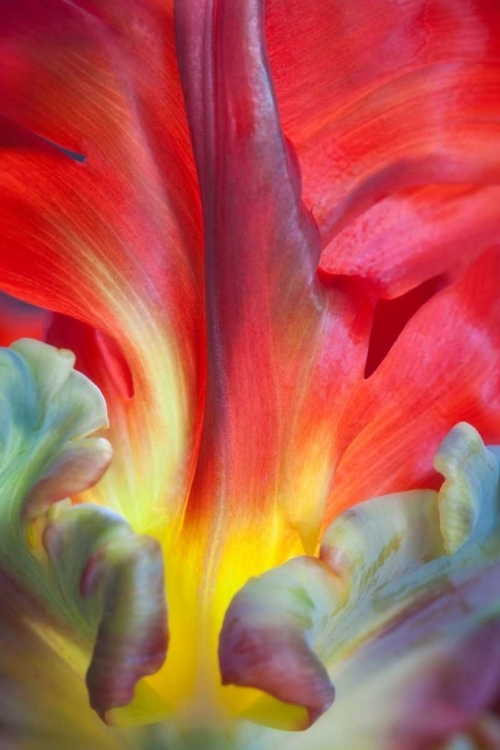 Picture of PARROT TULIP II