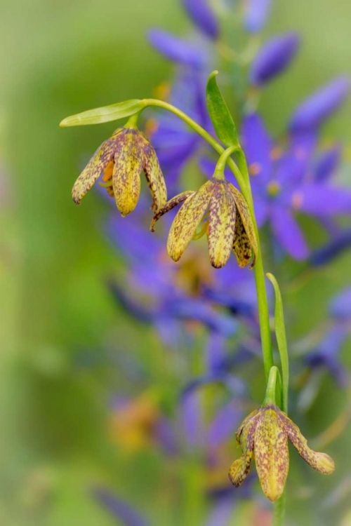 Picture of CHOCOLATE LILY I