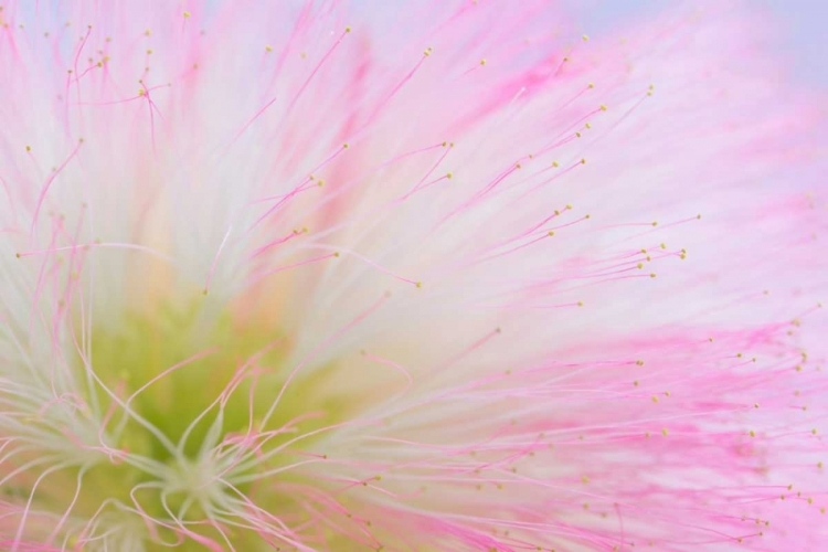 Picture of MIMOSA TREE BLOSSOM II