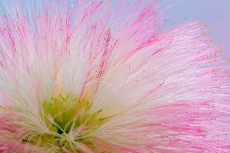 Picture of MIMOSA TREE BLOSSOM III