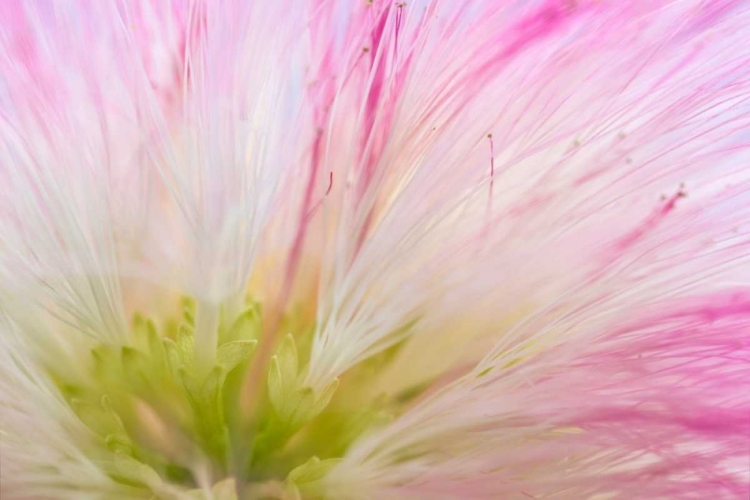 Picture of MIMOSA TREE BLOSSOM IV