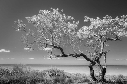 Picture of LONE TREE II