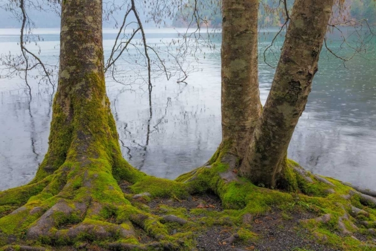 Picture of WINTER ALDERS II