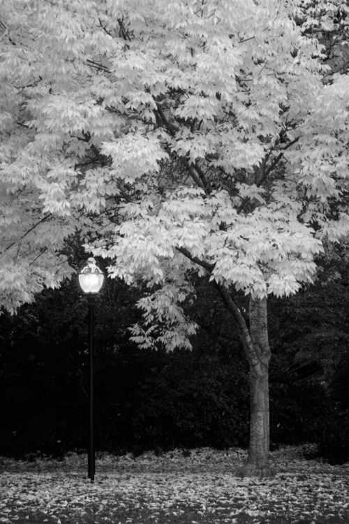 Picture of FALL ABUNDANCE IX B AND W