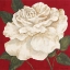 Picture of ROSA BLANCA GRANDE II