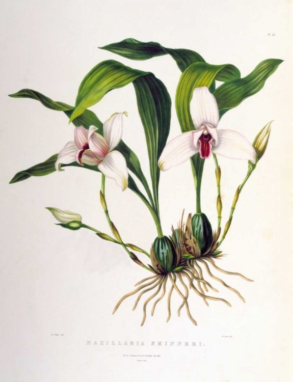 Picture of ORCHID, MAXILLARIA SKINNERI