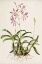 Picture of ORCHID, LAELA AUTUMNALIS