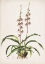 Picture of ORCHID, CYRTOCHILUM BICTIONIENSE