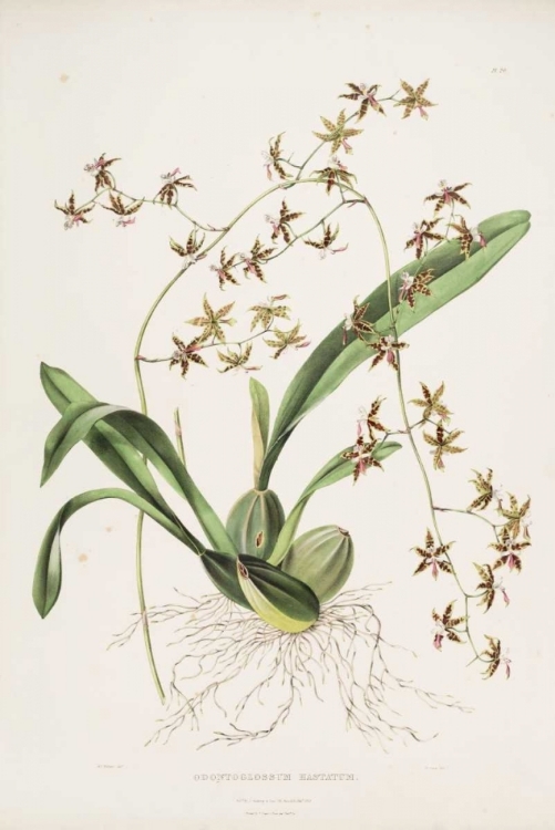 Picture of ORCHID, ODONTOGLOSSUM HASTATUM