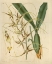 Picture of ORCHID, BRASSIA CAUDATA