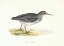 Picture of PURPLE SANDPIPER