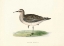 Picture of SCHINZS SANDPIPER