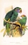 Picture of PARROTS, CHRYSOTIS