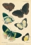 Picture of BUTTERFLIES, DUKE OF YORK ISLAND