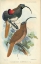 Picture of SICKLEBILL, BIRD OF PARADISE