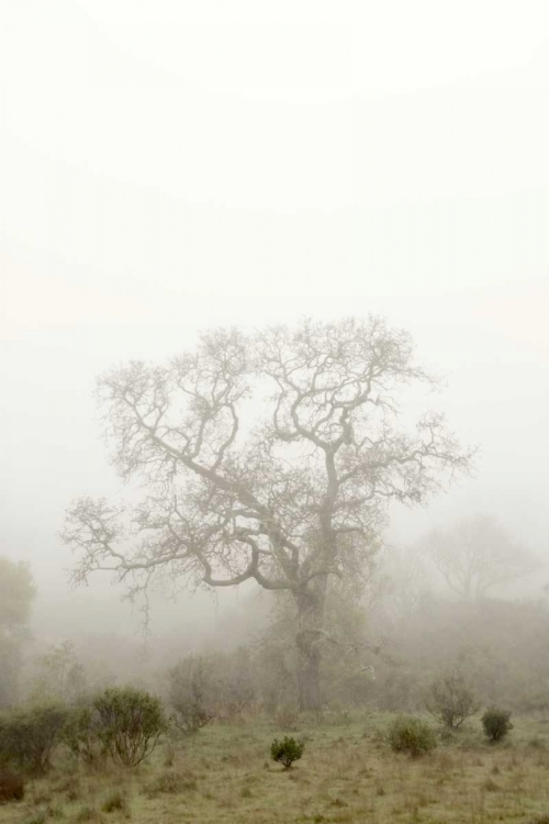 Picture of OAK TREE - 63