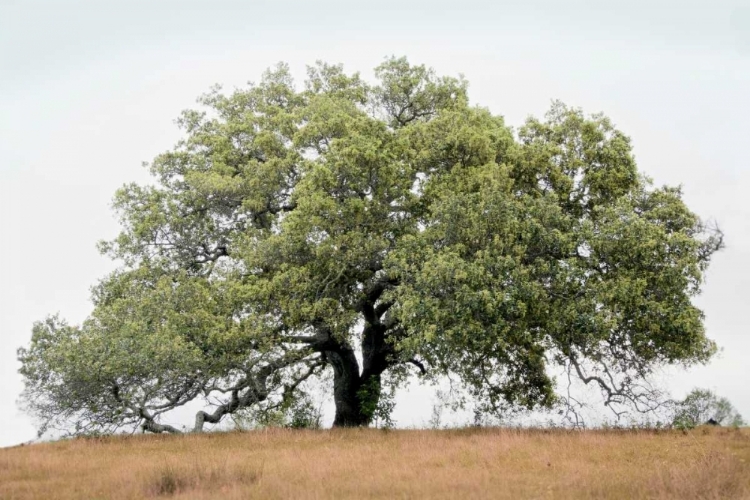 Picture of OAK TREE - 72