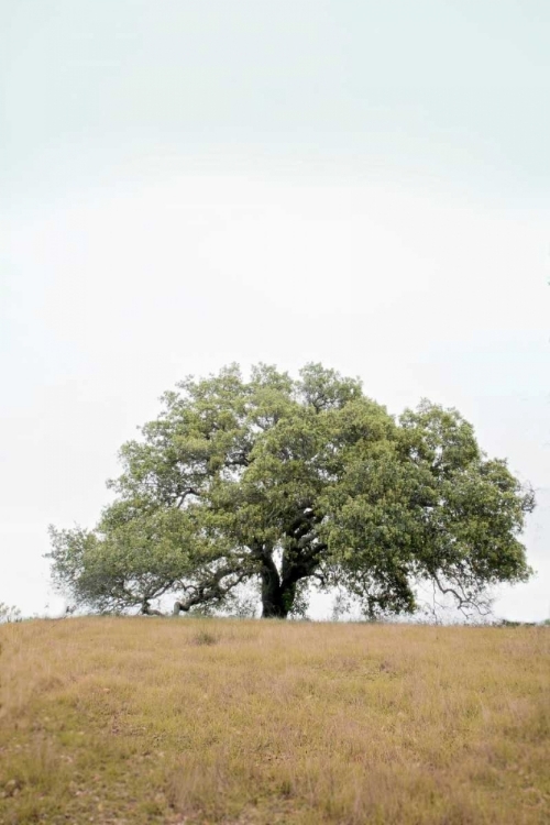 Picture of OAK TREE - 73