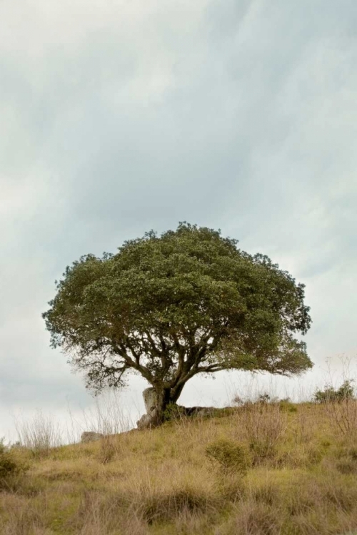 Picture of OAK TREE - 74